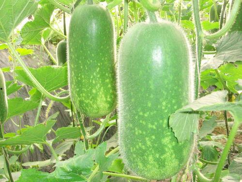 吃犁头瓜可以减肥吗视频,揭秘神奇蔬菜的瘦身奥秘