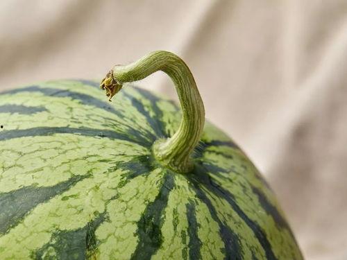 上海每日吃瓜事件视频,一场网络狂欢背后的真相与反思