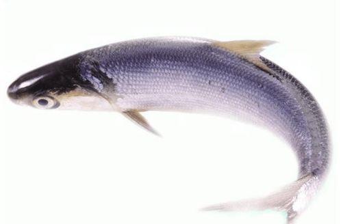 吃生八瓜鱼视频大全集,视频大全集带你领略生食美味