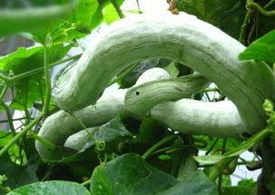 如何吃蛇瓜最好吃视频讲解,视频揭秘最佳食用方法