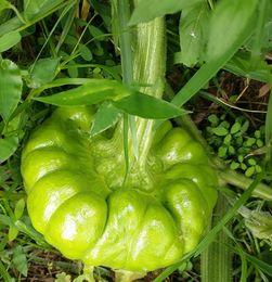 姜柄瓜没熟可以吃吗视频,营养与口感的双重享受