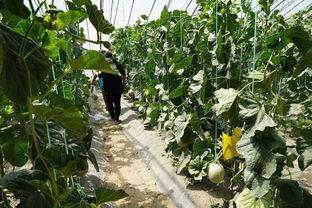 山东吃瓜真实的视频,一场接地气的乡村盛宴