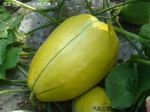 吃瓜视频论坛,热门话题与网友热议一览