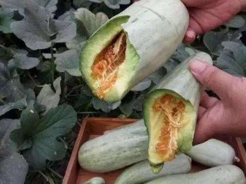 吃掌瓜要削皮吗视频,轻松享受美味掌瓜