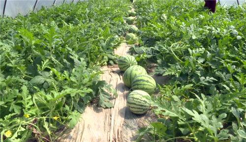 莱州最近吃瓜事件视频,一场网络热议背后的真相揭秘