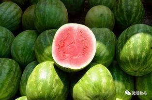 魏县吃瓜视频链接怎么找,探寻当地美食文化魅力