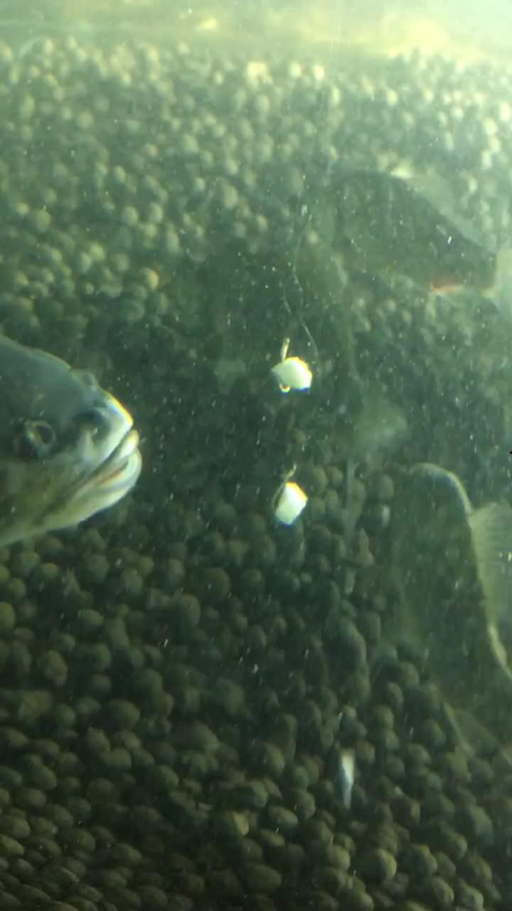 大鱼瓜怎么吃最好吃视频,视频揭秘最佳食用方法