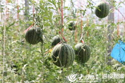 深度还原吃瓜的样子视频,吃瓜群众的现场直播