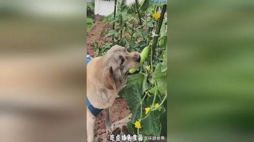 最凶的吃瓜小狗视频大全,萌态百出笑料连连