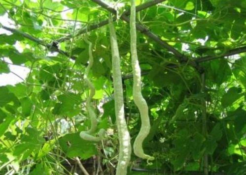 吃蛇瓜的小视频在线观看,视频揭秘独特美食之旅