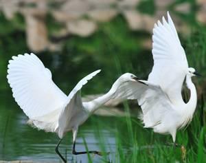 白鹭园事件吃瓜视频,揭秘吃瓜视频背后的真相与争议