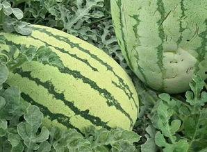 花草瓜怎么吃最好吃呢视频