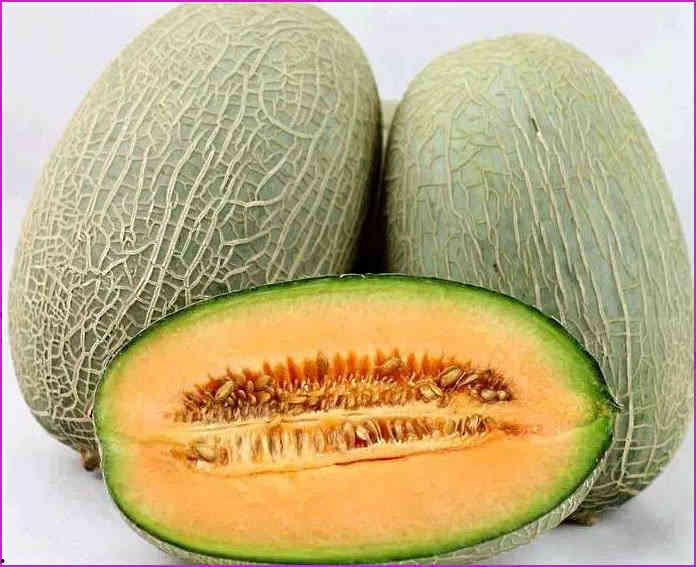 喂熊猫吃哈密瓜好吗视频